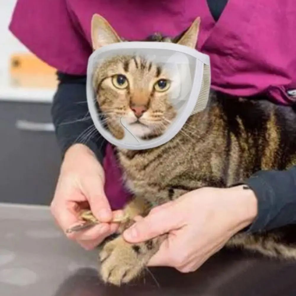 Anti Bite Puppy Kitten Muzzles Mask Pet Product Cat Muzzle Breathable Dogs Cats Bathing Grooming Tools - Paw Heroes Shop